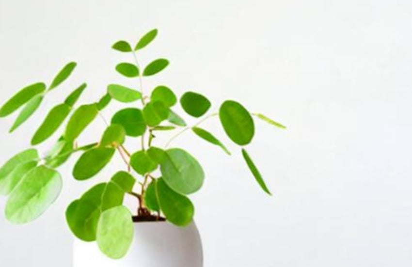 MORINGA CAPSULES